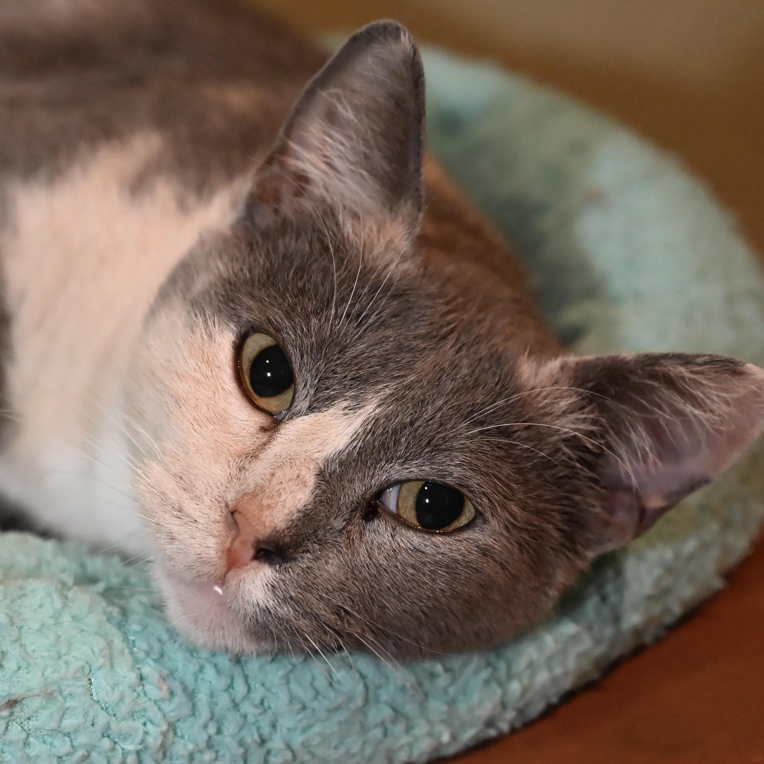 Enlarge Gemma Stone, a Adoptable Calico in North Bergen, NJ image 4/6