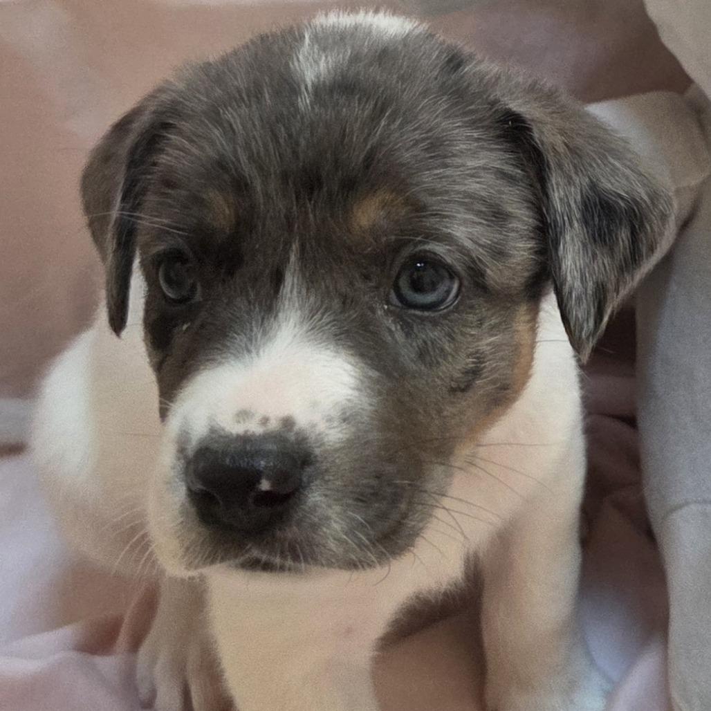 Mesa, Adoptable, Puppy Female Mixed Breed.