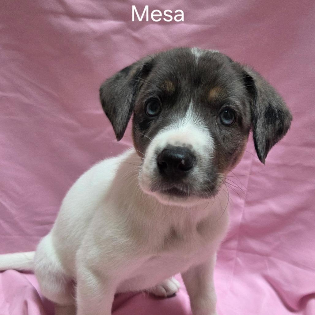 Enlarge Mesa, a Adoptable Mixed Breed in Naperville, IL image 2/2
