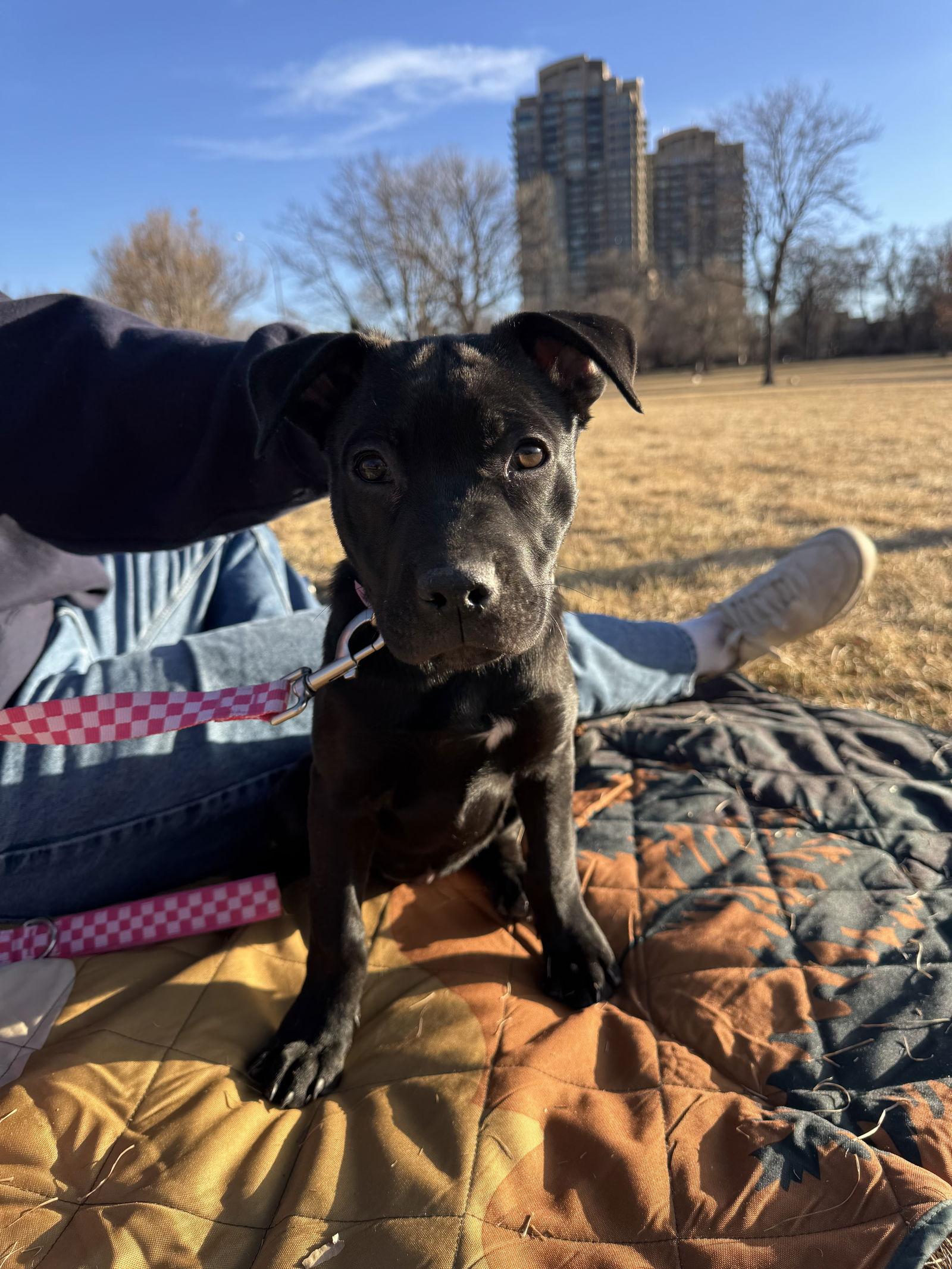 Blondie, Adopted, Puppy Female Pit Bull Terrier & Labrador Retriever.