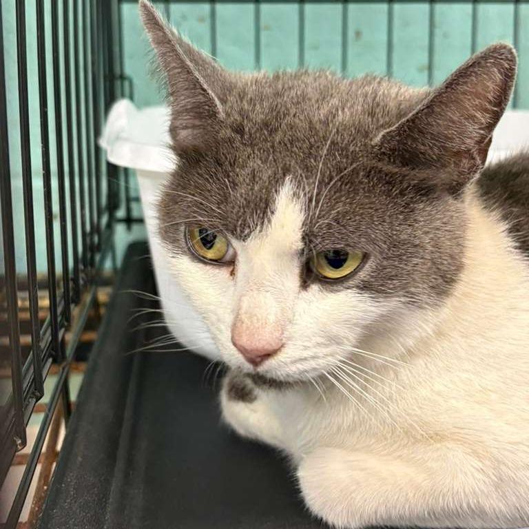 Crackers, Adoptable, Young Female Domestic Medium Hair.