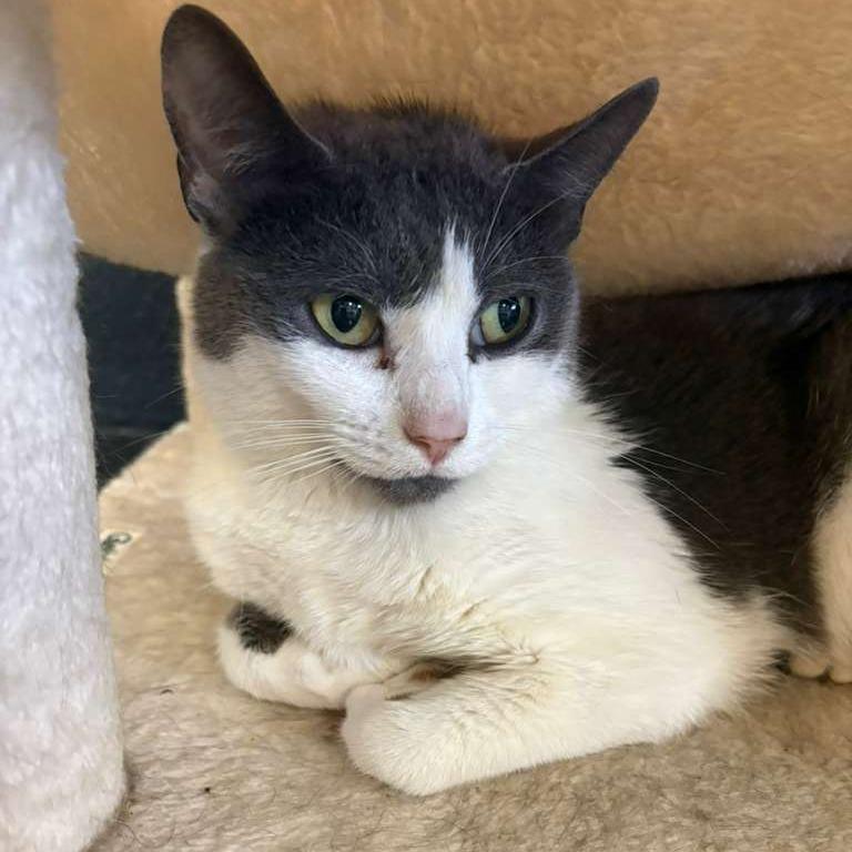 Enlarge Crackers, a Adoptable Domestic Medium Hair in Gadsden, AL image 2/4
