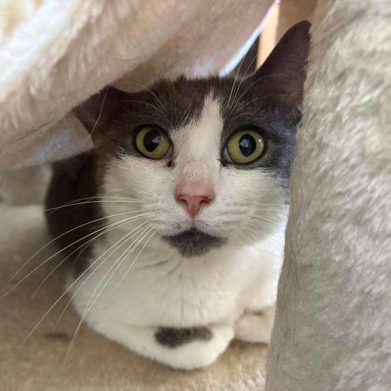 Enlarge Crackers, a Adoptable Domestic Medium Hair in Gadsden, AL image 3/4