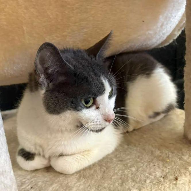 Enlarge Crackers, a Adoptable Domestic Medium Hair in Gadsden, AL image 4/4