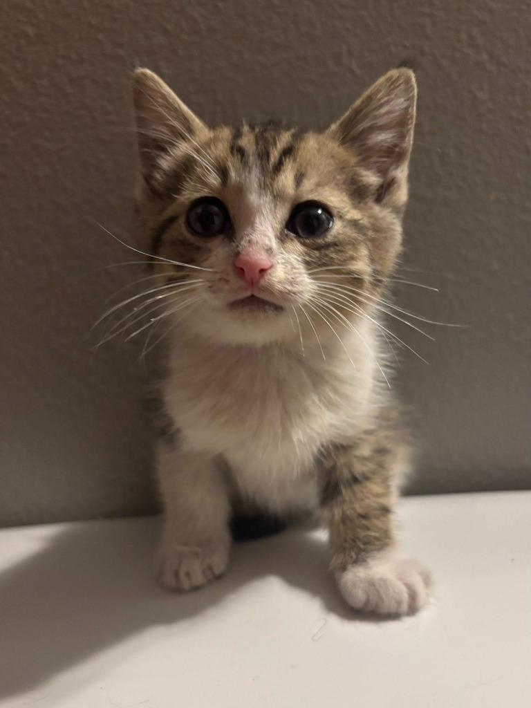 Romeo, Adoptable, Kitten Male Domestic Short Hair.