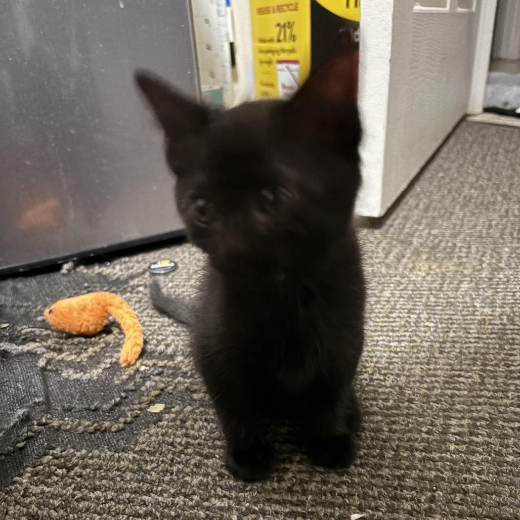 Thropp, a Adoptable Domestic Short Hair in Grinnell, IA image 1/4