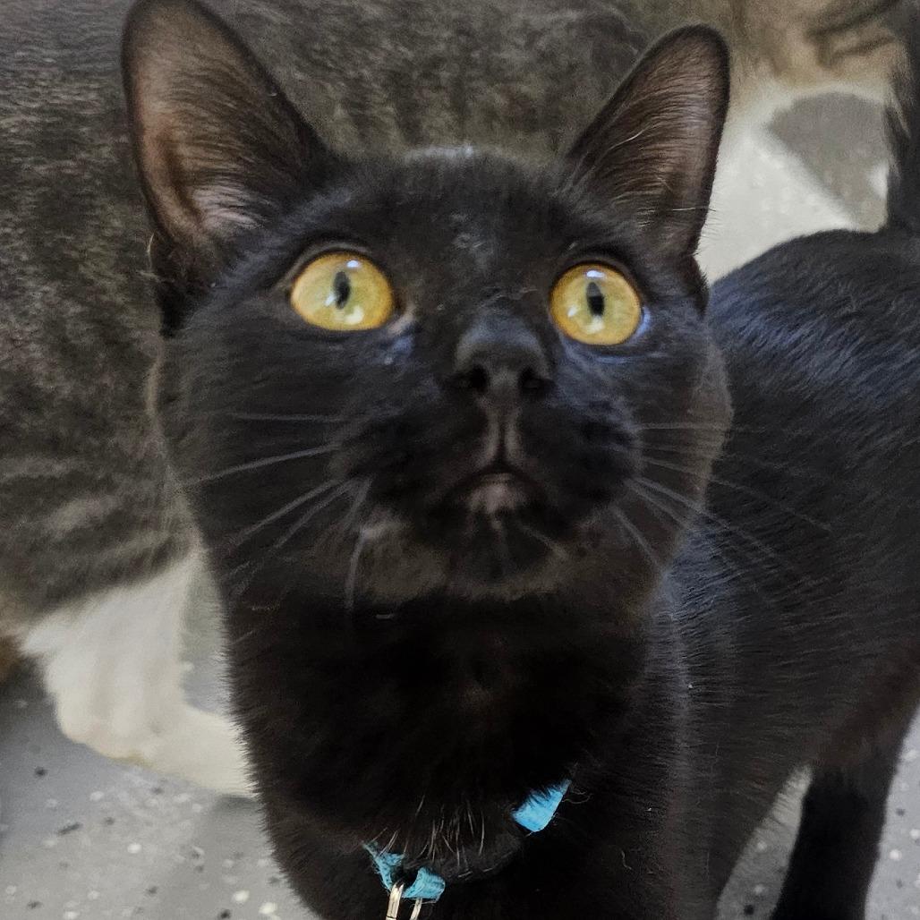 Enlarge Thropp, a Adoptable Domestic Short Hair in Grinnell, IA image 1/4