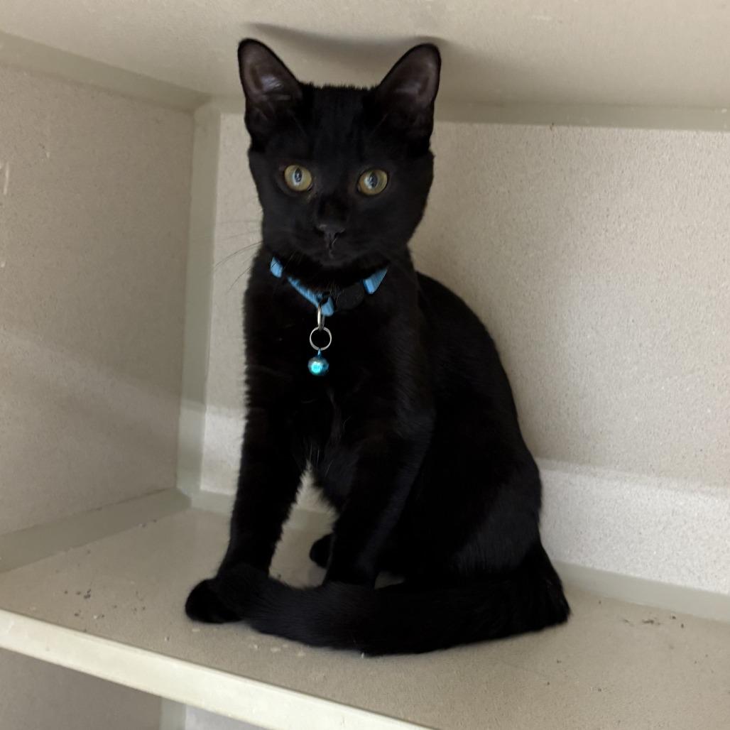 Enlarge Thropp, a Adoptable Domestic Short Hair in Grinnell, IA image 2/4