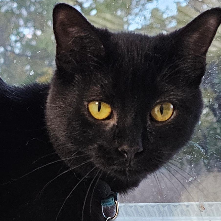 Enlarge Thropp, a Adoptable Domestic Short Hair in Grinnell, IA image 4/4