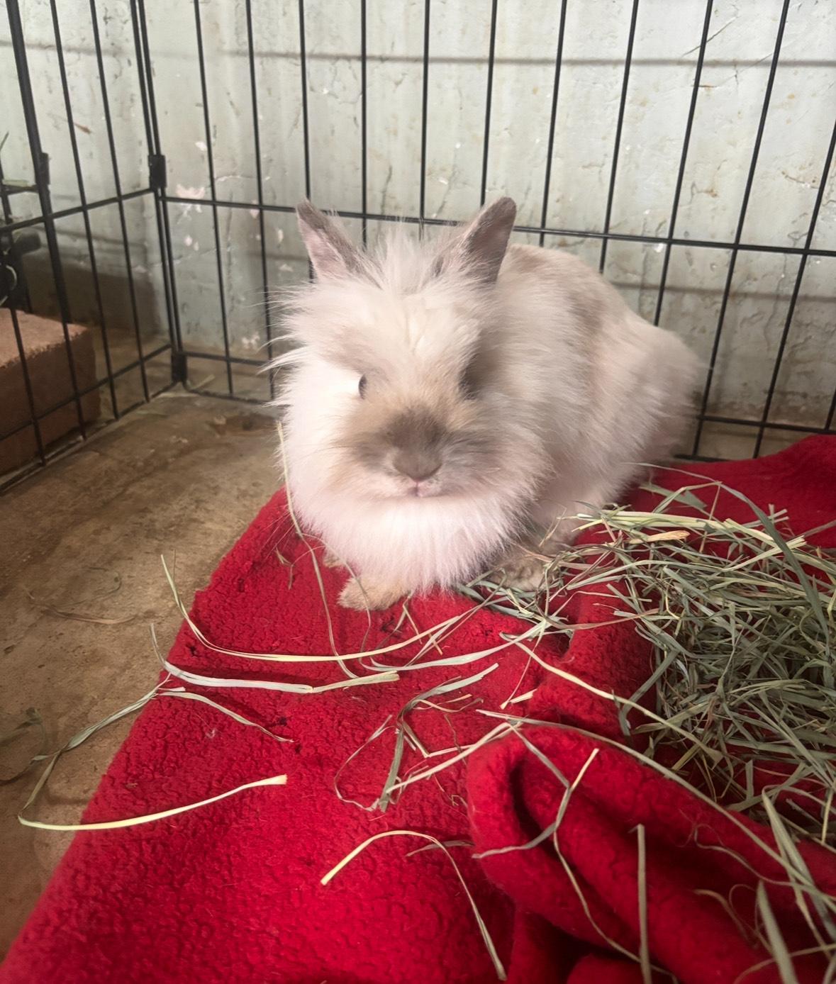 Rabbit for adoption - Angel (Pen 8), a Lionhead in LAS VEGAS, NV ...