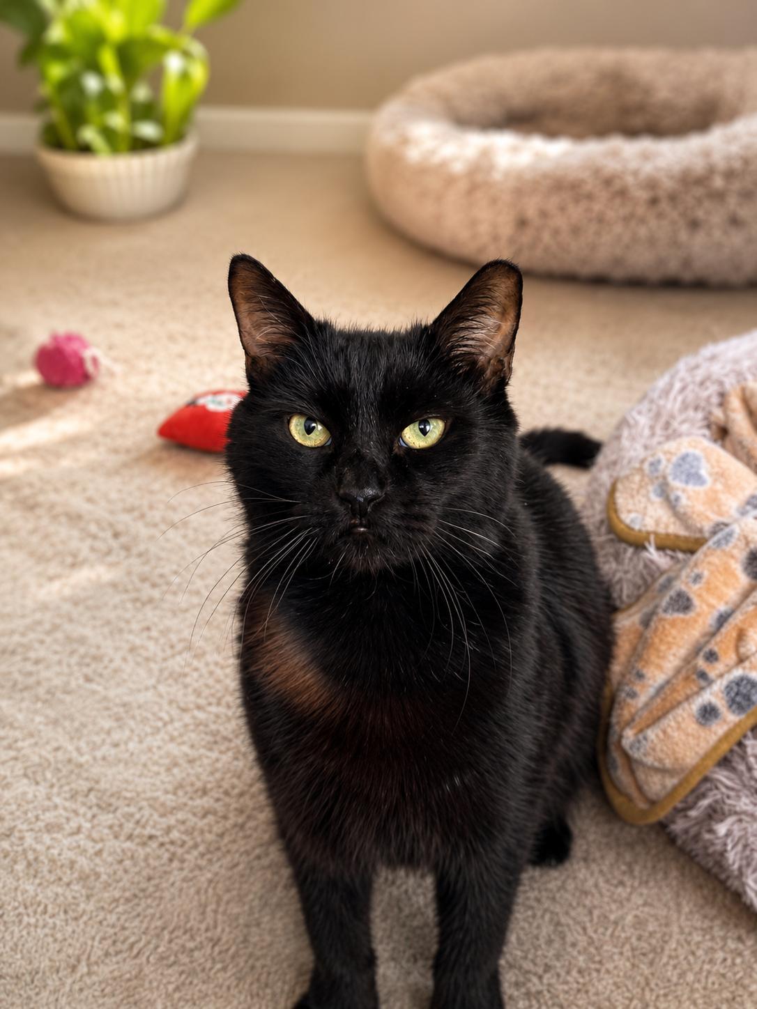 Enlarge Luna-Waiting Patiently for Her Person, a Adoptable Domestic Short Hair in Laurel, MD image 2/4