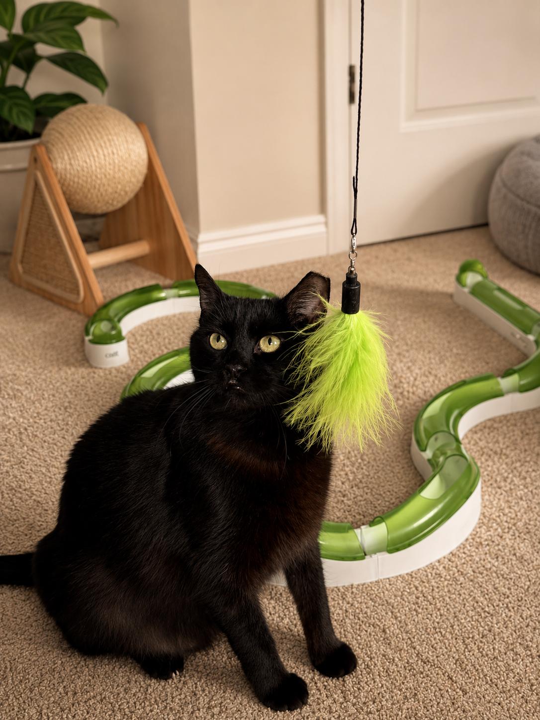 Enlarge Luna-Waiting Patiently for Her Person, a Adoptable Domestic Short Hair in Laurel, MD image 4/4