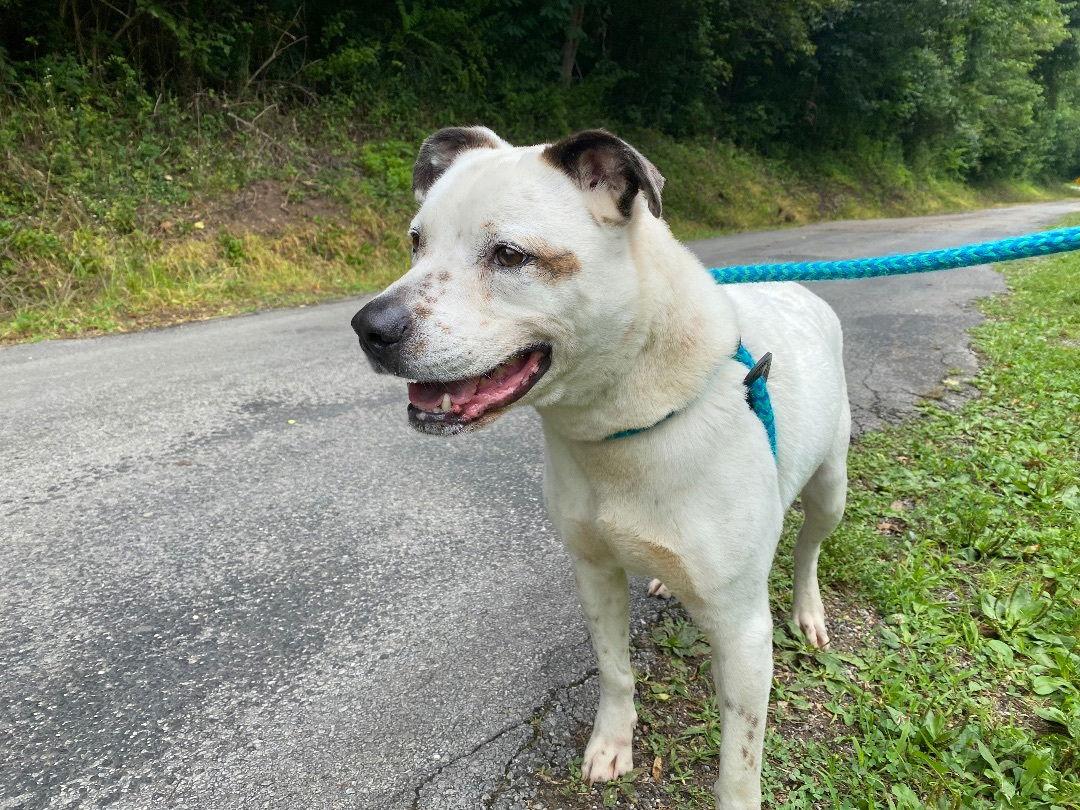 Elliott, Adoptable, Adult Male American Staffordshire Terrier & Australian Cattle Dog / Blue Heeler.