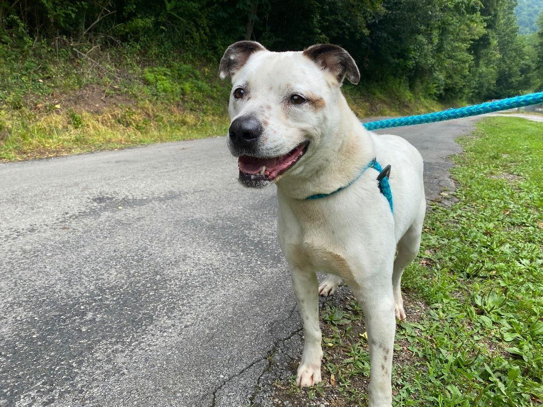 Enlarge Elliott, a Adoptable mixed breed in New Martinsville, WV image 2/3
