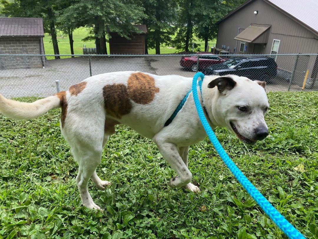 Enlarge Elliott, a Adoptable mixed breed in New Martinsville, WV image 3/3