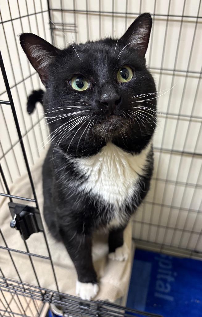 Milkshake, Adoptable, Adult Male Domestic Short Hair.