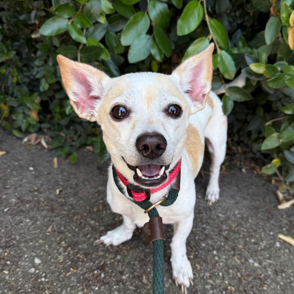 Buddy, Adoptable, Adult Male Chihuahua.