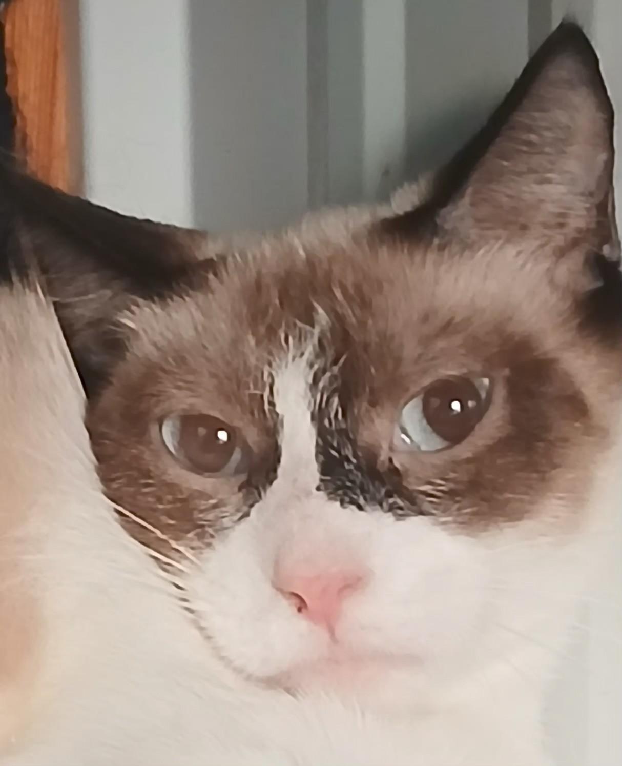 Enlarge 5149242, a ADOPTABLE Siamese in Lees Summit, MO image 1/1