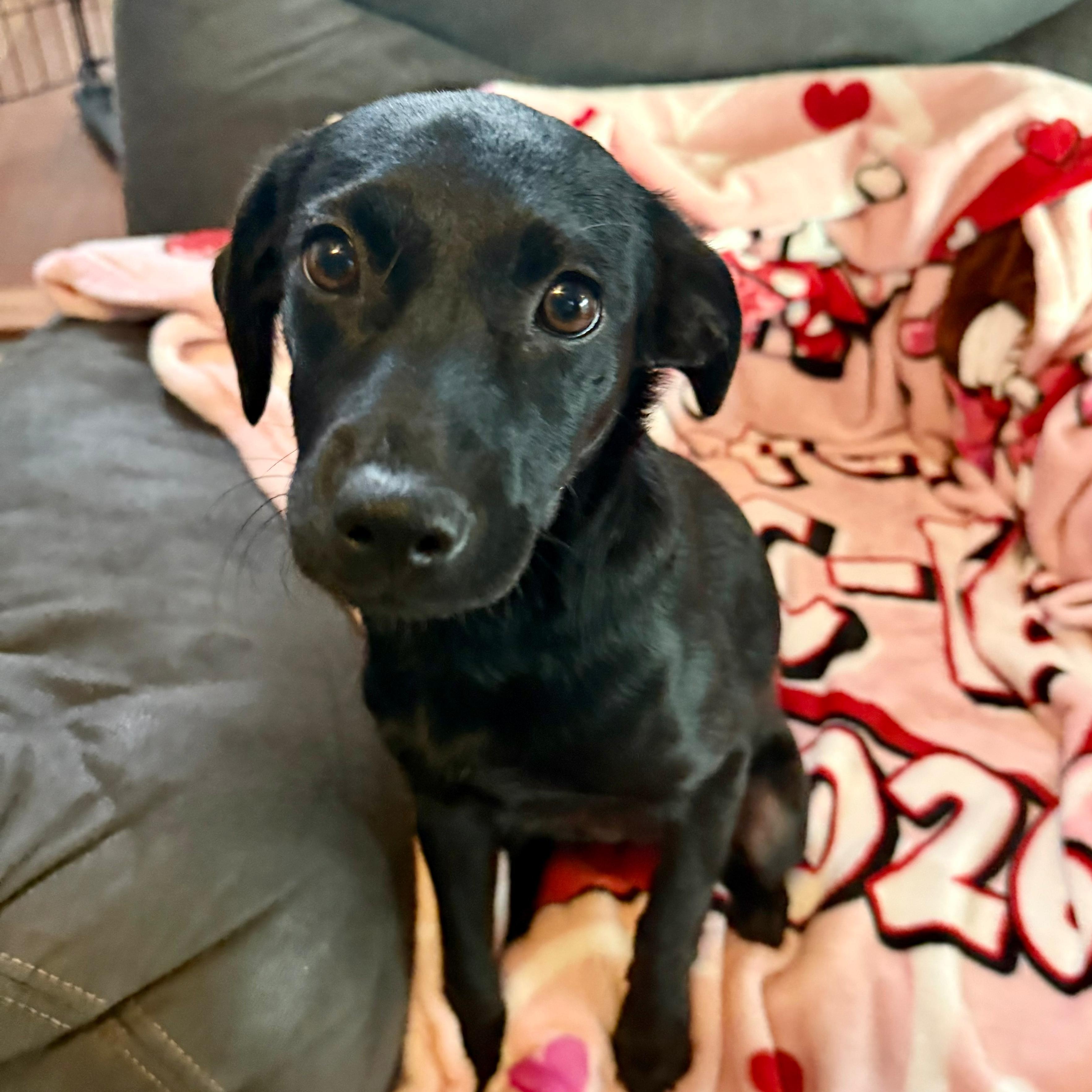 Enlarge Bocce, a ADOPTABLE mixed breed in Baldwin, MD image 3/5