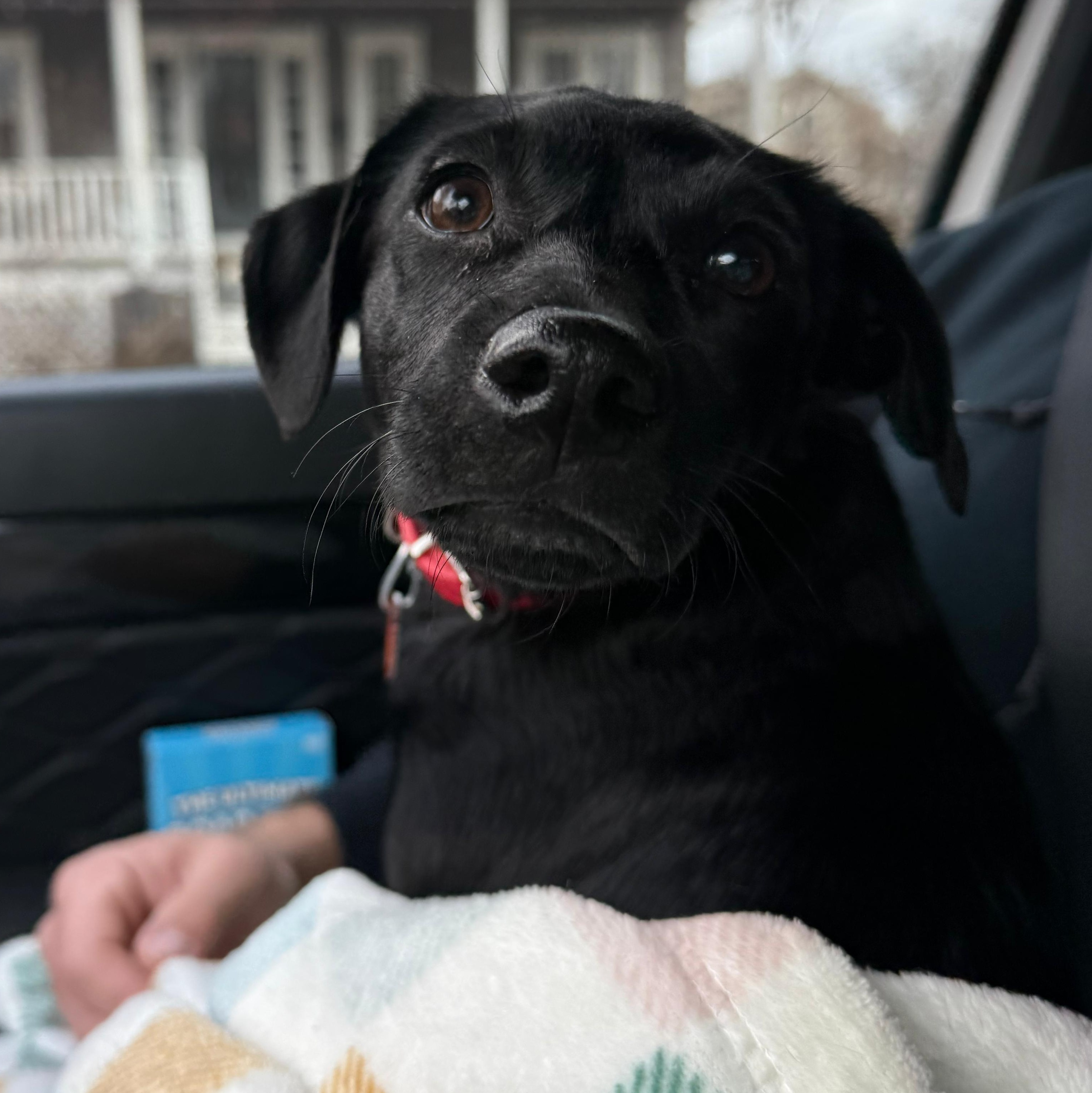 Enlarge Bocce, a ADOPTABLE mixed breed in Baldwin, MD image 4/5