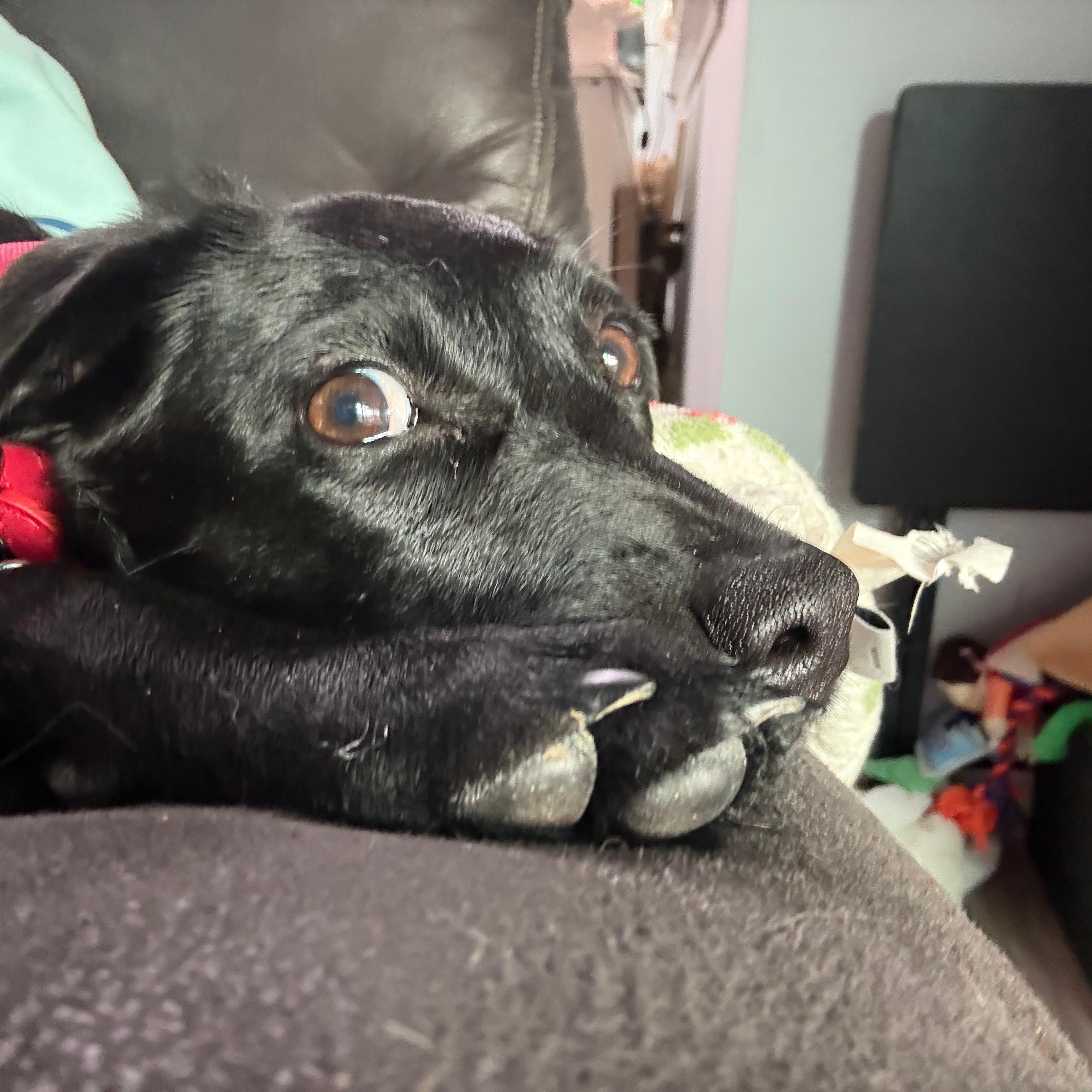 Enlarge Bocce, a ADOPTABLE mixed breed in Baldwin, MD image 2/5