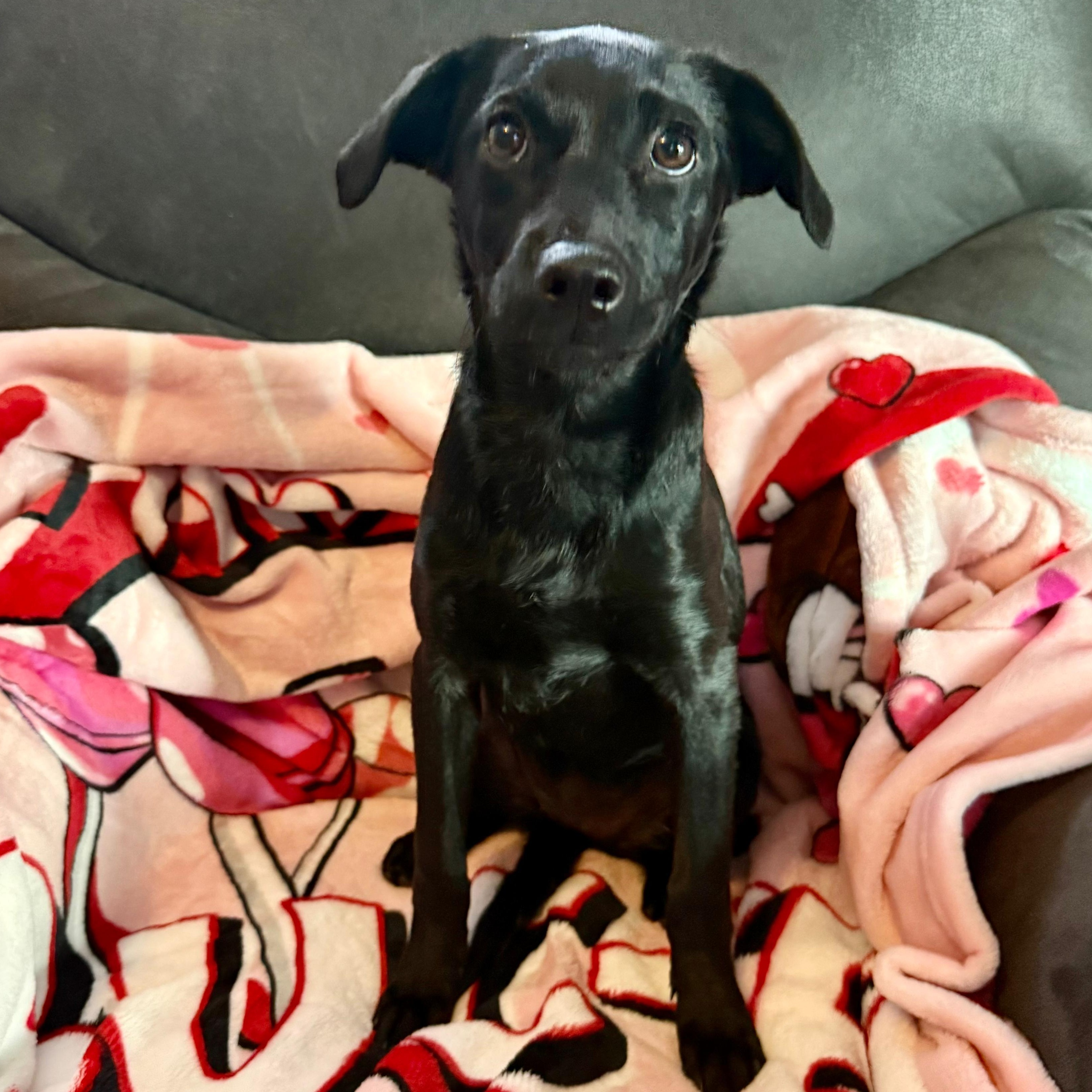 Enlarge Bocce, a ADOPTABLE mixed breed in Baldwin, MD image 1/5