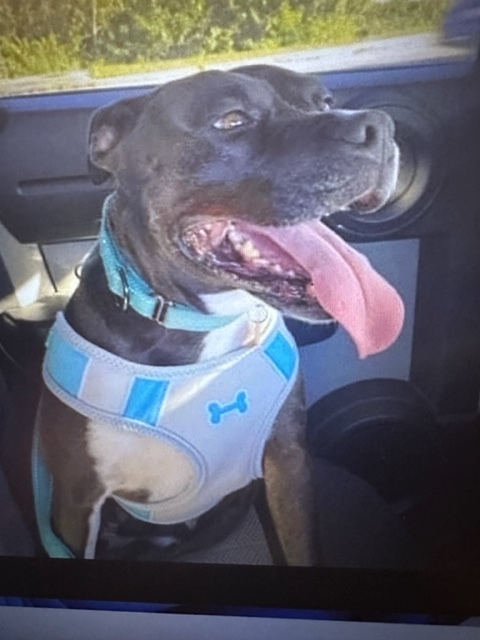 Enlarge Scarlett, a Adoptable Mixed Breed in LEHIGH ACRES, FL image 8/12