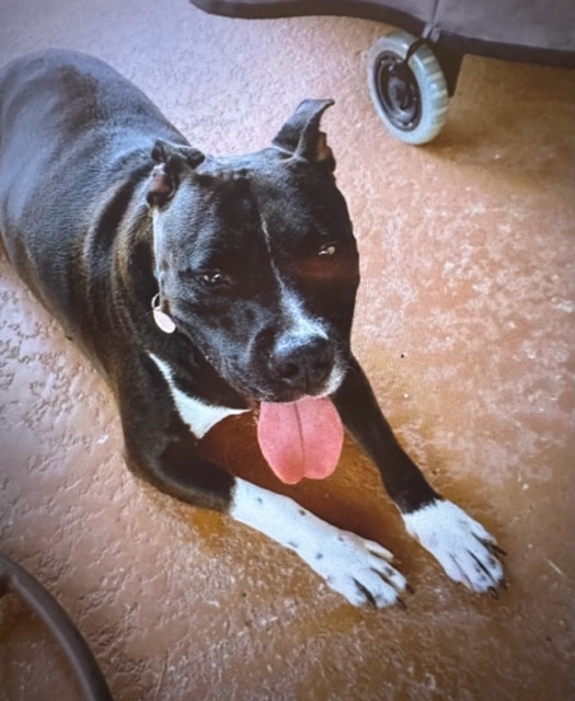 Enlarge Scarlett, a Adoptable Mixed Breed in LEHIGH ACRES, FL image 9/12