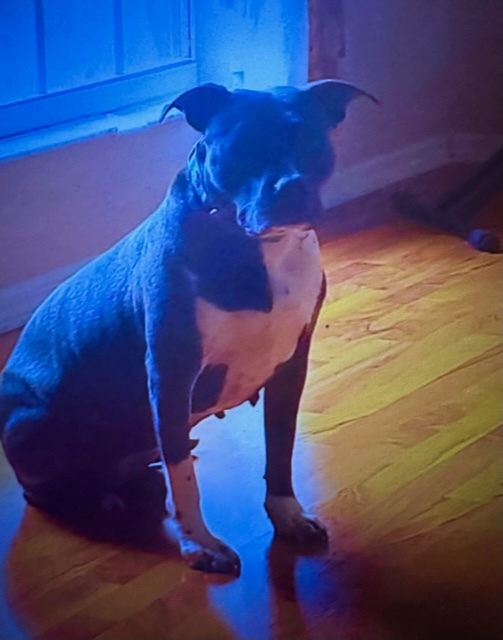 Enlarge Scarlett, a Adoptable Mixed Breed in LEHIGH ACRES, FL image 10/12