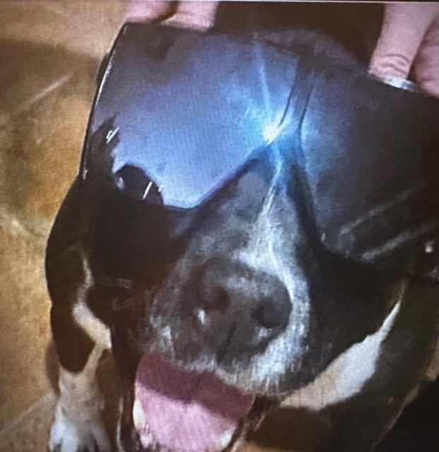 Enlarge Scarlett, a Adoptable Mixed Breed in LEHIGH ACRES, FL image 11/12