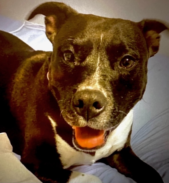 Enlarge Scarlett, a Adoptable Mixed Breed in LEHIGH ACRES, FL image 12/12