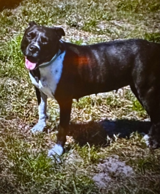 Scarlett, Adoptable, Adult Female Mixed Breed.