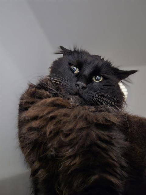 Enlarge BARN CAT DONNY, a Adoptable Domestic Long Hair in Kent, WA image 1/1