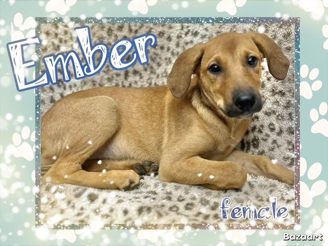 Ember