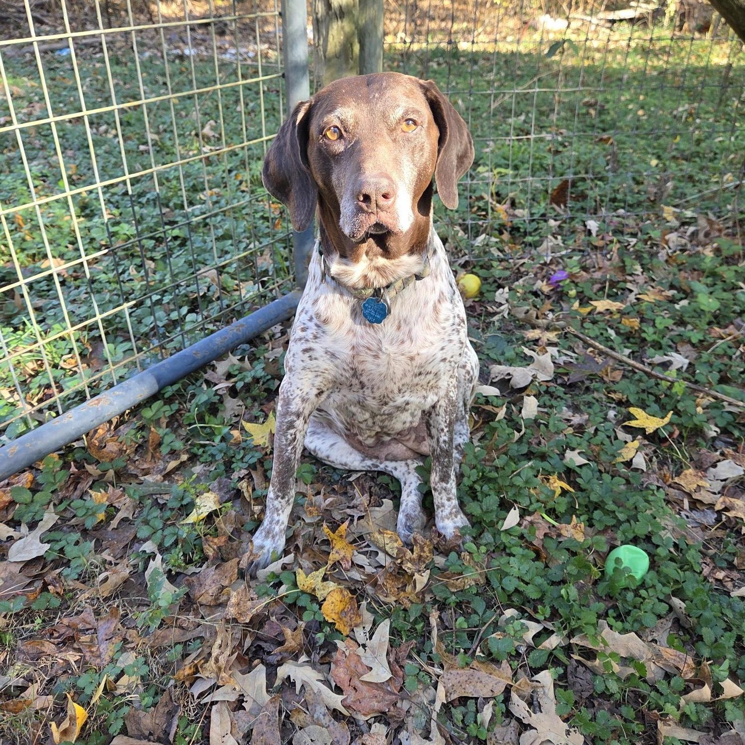 Enlarge Patty, an adopted German Shorthaired Pointer in Marion, MA image 3/4