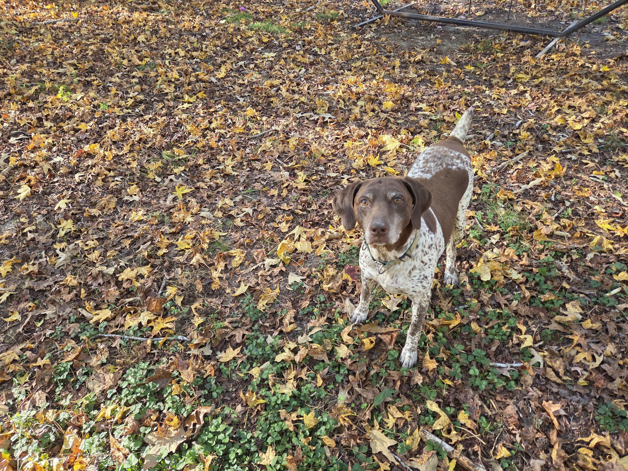 Enlarge Patty, an adopted German Shorthaired Pointer in Marion, MA image 4/4