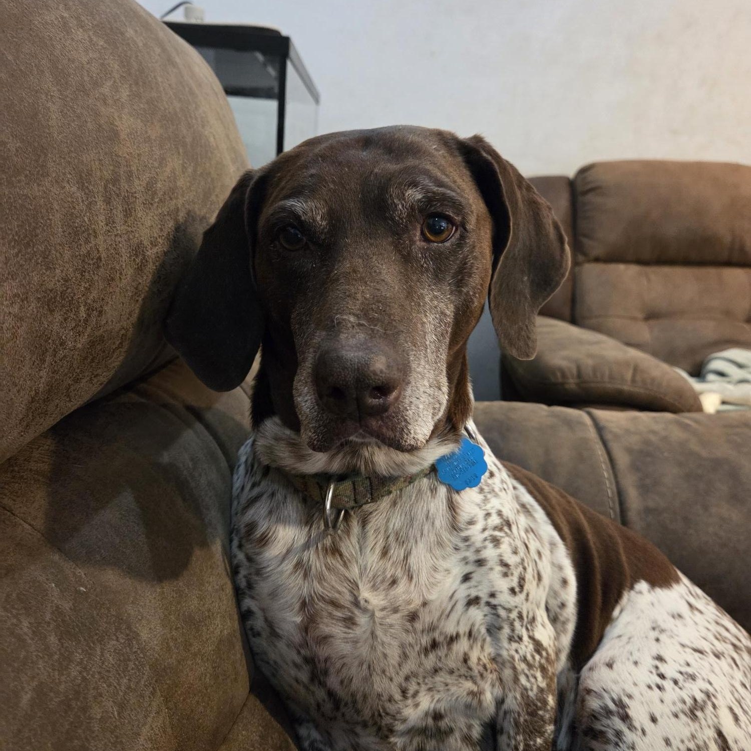Enlarge Patty, an adopted German Shorthaired Pointer in Marion, MA image 1/4