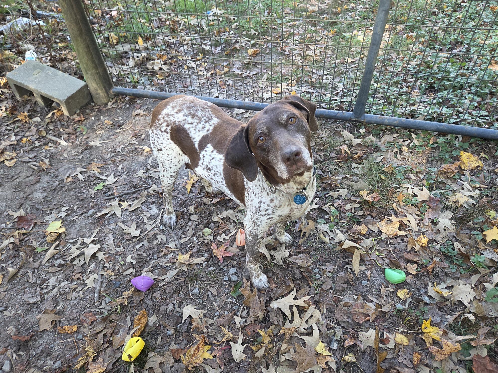 Enlarge Patty, an adopted German Shorthaired Pointer in Marion, MA image 2/4