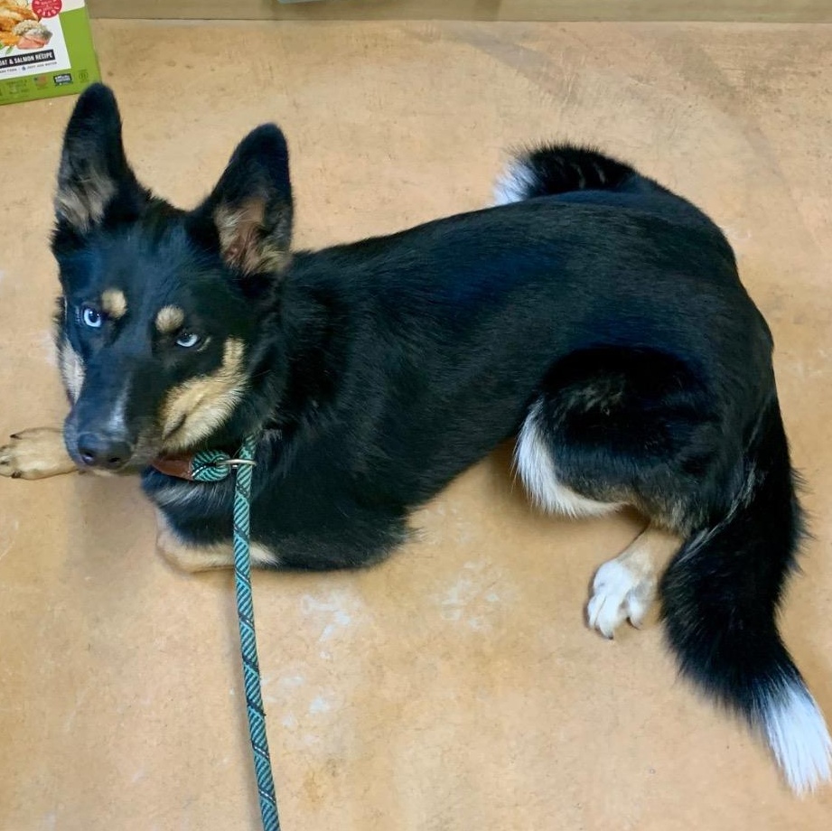 Enlarge Princess, a ADOPTABLE mixed breed in Thayne, WY image 4/5