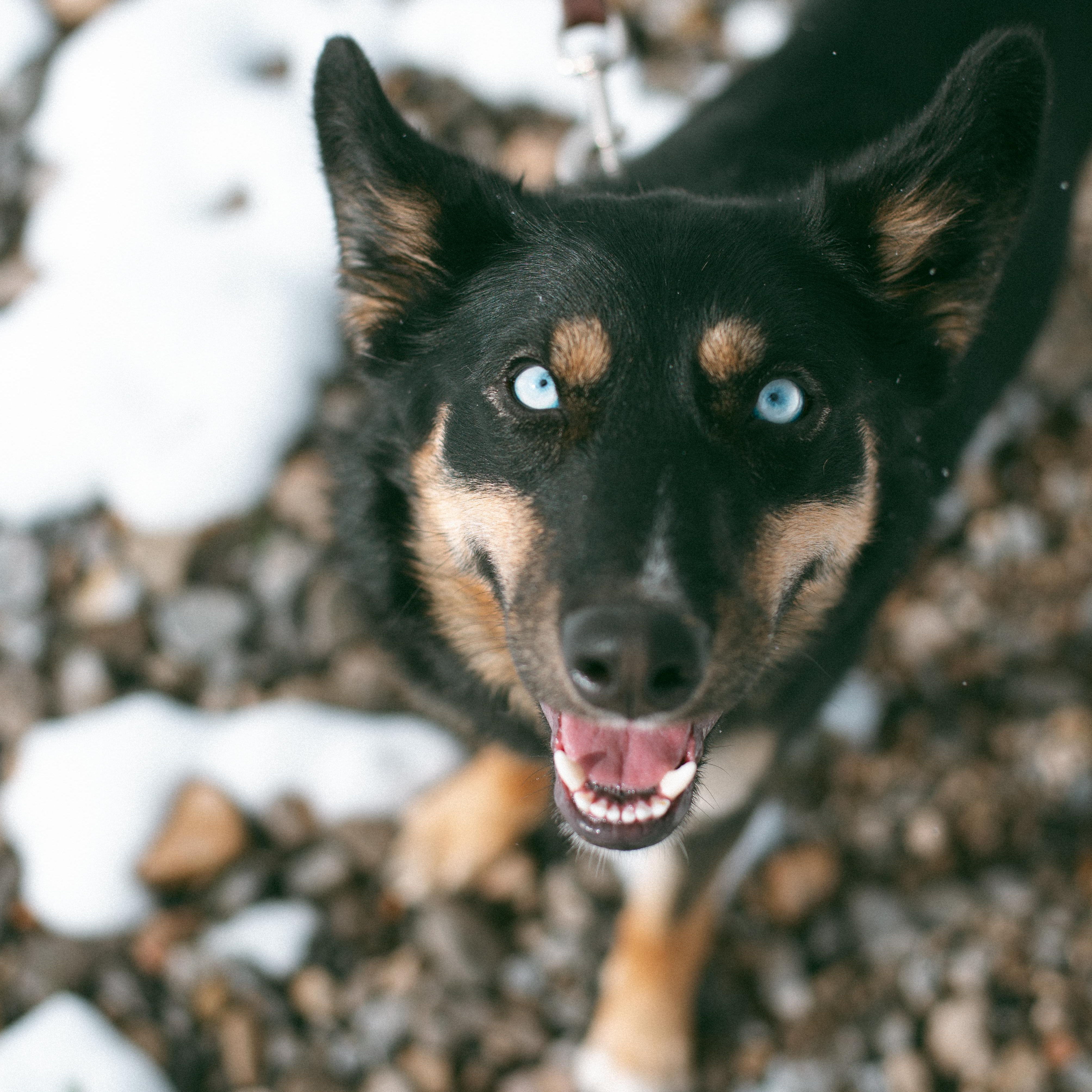 Princess, ADOPTABLE, Young Female Husky & German Shepherd Dog.