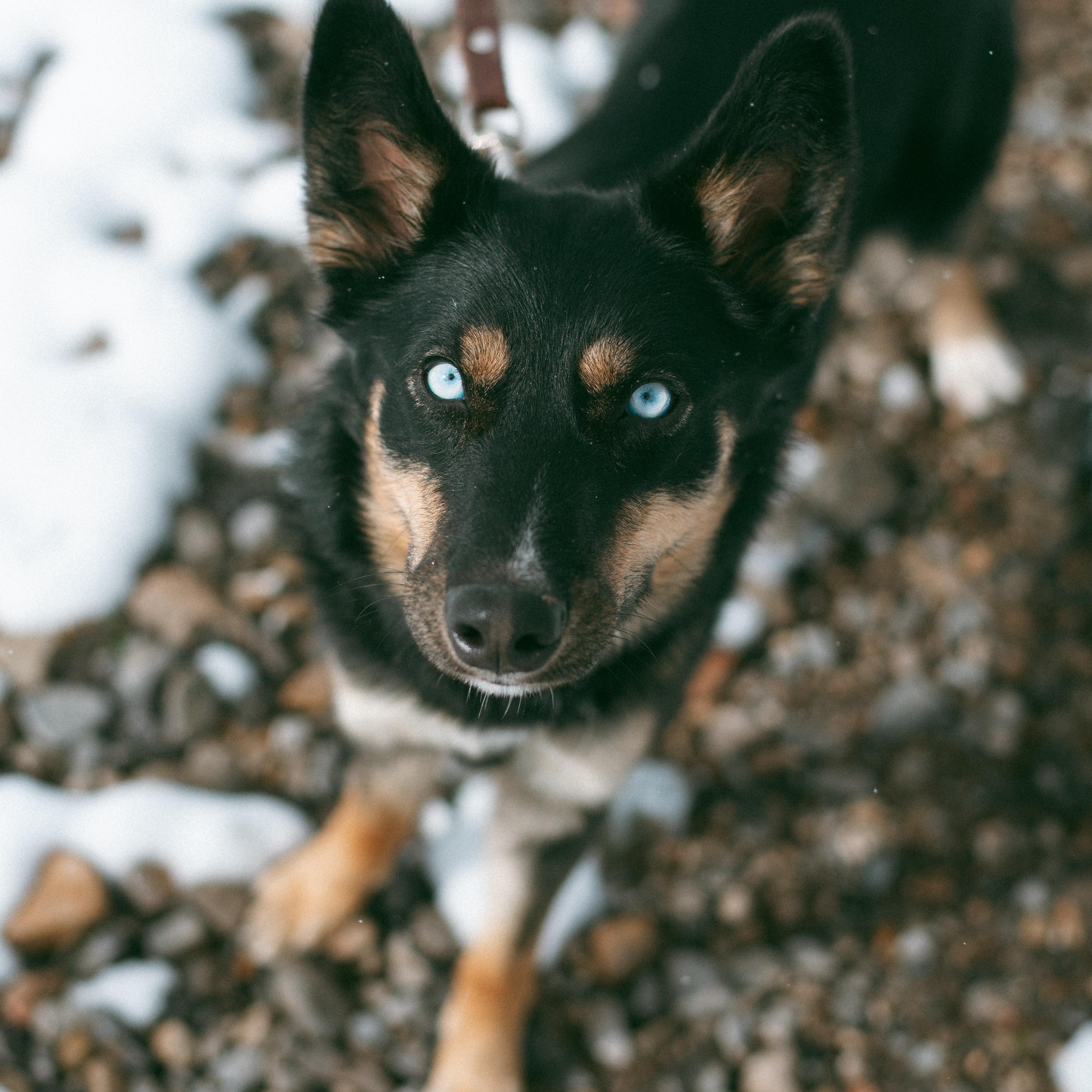 Enlarge Princess, a ADOPTABLE mixed breed in Thayne, WY image 2/5