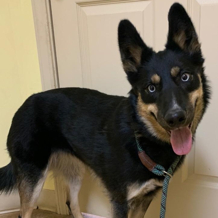 Enlarge Princess, a ADOPTABLE mixed breed in Thayne, WY image 3/5