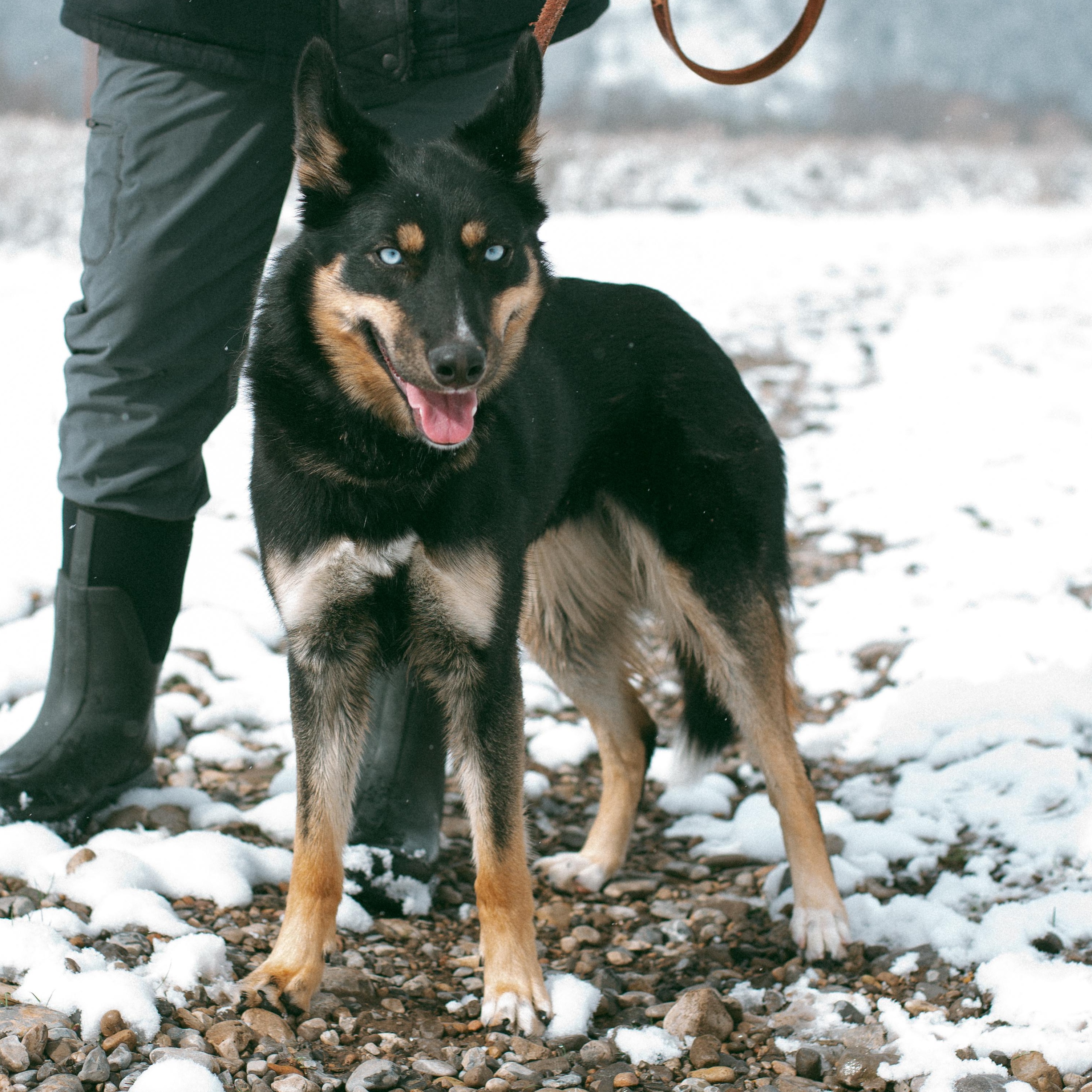 Enlarge Princess, a ADOPTABLE mixed breed in Thayne, WY image 5/5