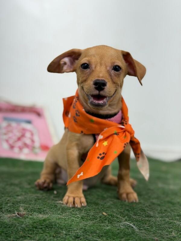 Enlarge Dewie-One of our Amazing Rescue Dogs, a Adopted mixed breed in Sacramento, CA image 1/1