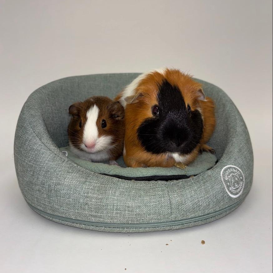 Enlarge Pockets and Buttons, a Adoptable Guinea Pig in Irvine, CA image 2/4
