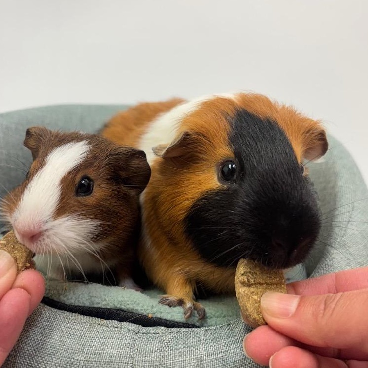 Enlarge Pockets and Buttons, a Adoptable Guinea Pig in Irvine, CA image 1/4