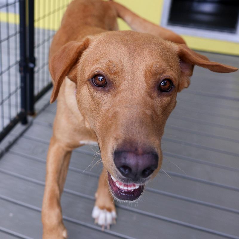 Cinnamon, Adoptable, Young Female Retriever.