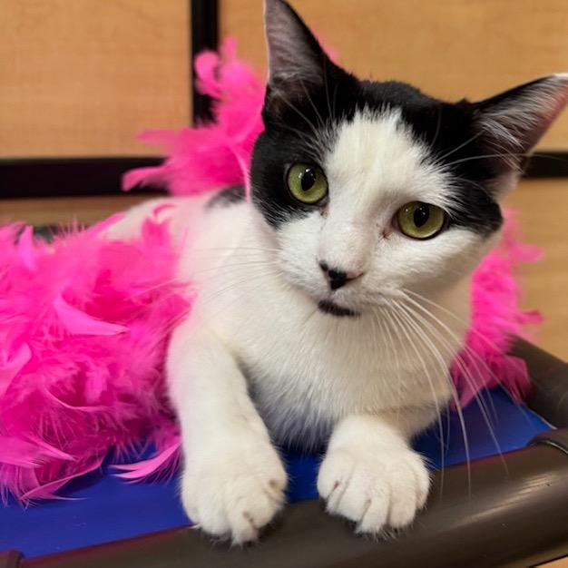 Enlarge Yazek Charm 55338, a Adoptable mixed breed in Eaton Rapids, MI image 2/6