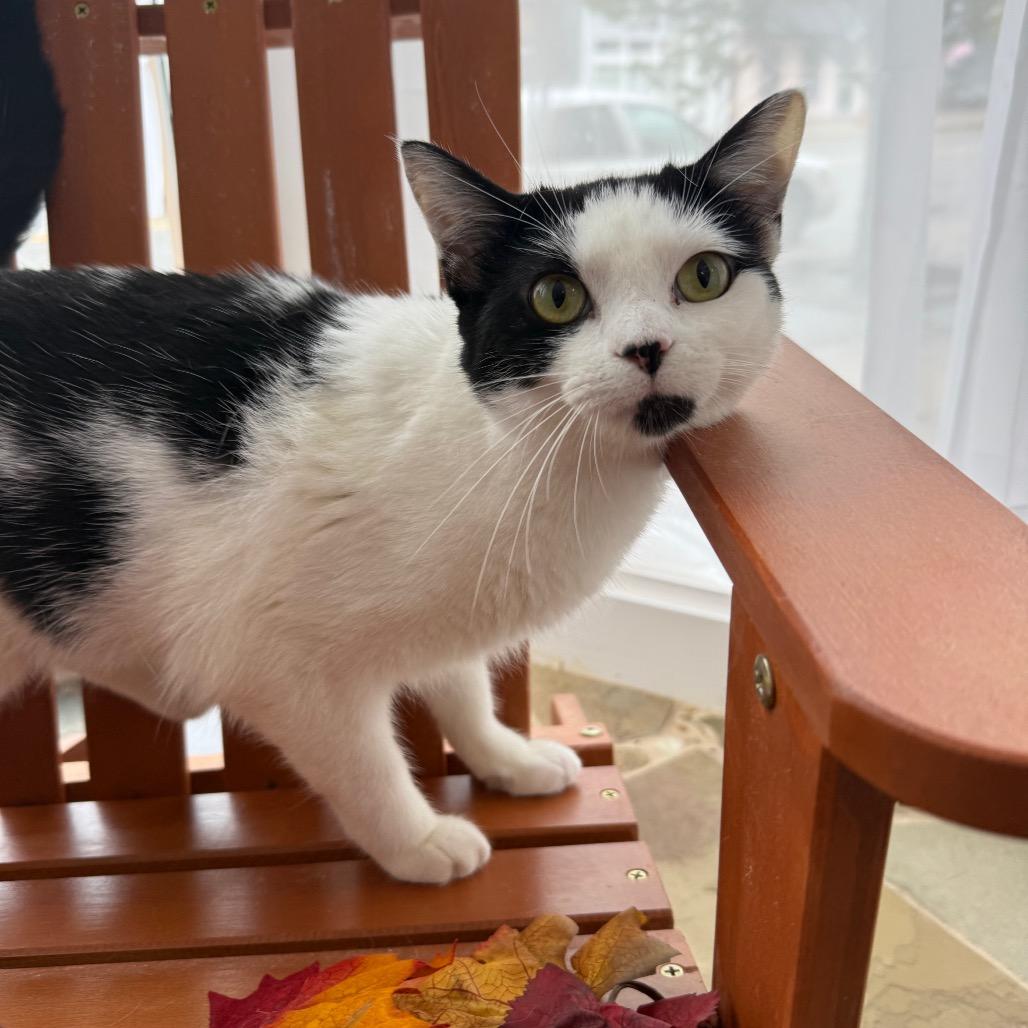 Enlarge Yazek Charm 55338, a Adoptable mixed breed in Eaton Rapids, MI image 3/6