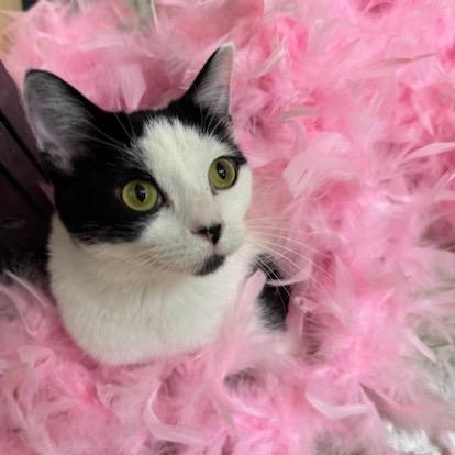 Enlarge Yazek Charm 55338, a Adoptable mixed breed in Eaton Rapids, MI image 4/6